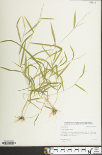 Leersia virginica image