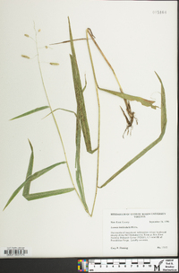 Leersia lenticularis image