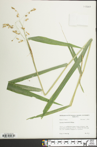 Leersia lenticularis image