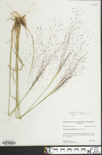 Muhlenbergia capillaris image