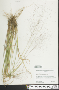 Muhlenbergia capillaris image