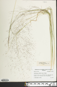 Muhlenbergia capillaris image