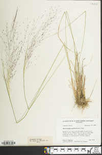 Muhlenbergia capillaris image