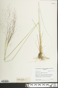 Muhlenbergia capillaris image