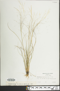 Muhlenbergia capillaris image