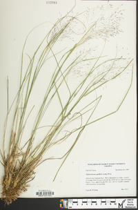 Muhlenbergia capillaris image