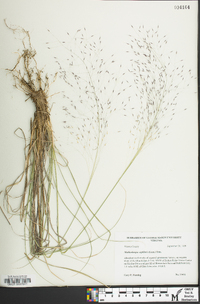 Muhlenbergia capillaris image