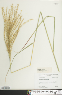 Miscanthus sinensis image