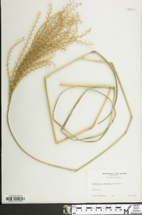 Miscanthus sinensis image