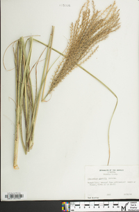 Miscanthus sinensis image