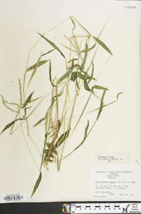 Microstegium vimineum image