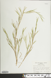 Muhlenbergia mexicana image