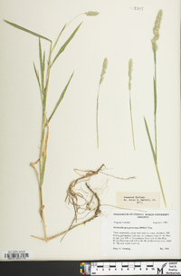 Muhlenbergia glomerata image