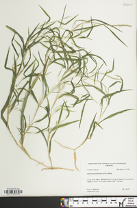 Muhlenbergia frondosa image