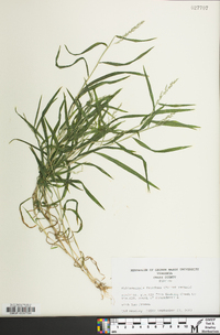 Muhlenbergia frondosa image