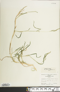 Muhlenbergia frondosa image