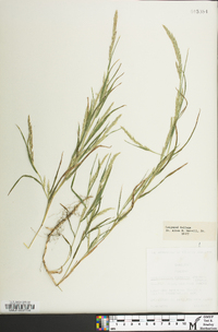 Muhlenbergia frondosa image