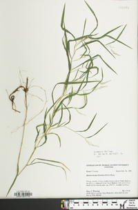 Muhlenbergia frondosa image