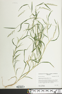 Muhlenbergia frondosa image