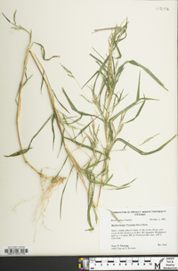 Muhlenbergia frondosa image