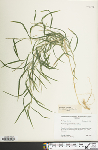 Muhlenbergia frondosa image