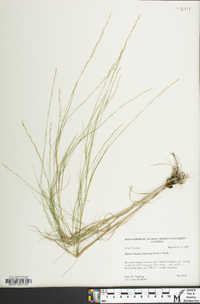 Muhlenbergia cuspidata image