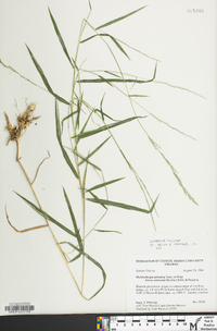 Muhlenbergia sylvatica image