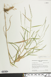 Muhlenbergia sylvatica image