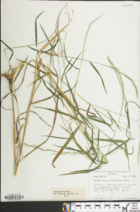 Muhlenbergia sylvatica image