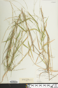 Muhlenbergia sylvatica image