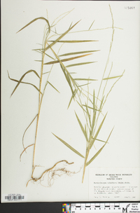 Muhlenbergia sobolifera image