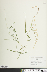 Muhlenbergia sobolifera image