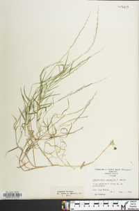 Muhlenbergia schreberi image