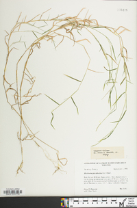 Muhlenbergia schreberi image