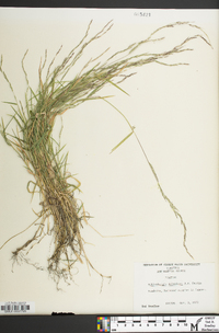 Muhlenbergia schreberi image