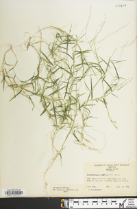 Muhlenbergia schreberi image