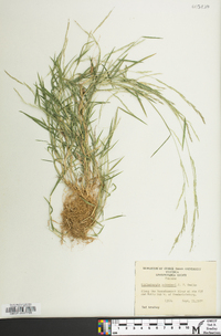 Muhlenbergia schreberi image