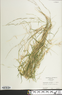 Muhlenbergia schreberi image