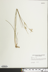 Juncus pelocarpus image