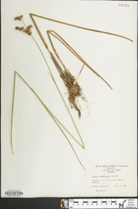 Juncus caesariensis image