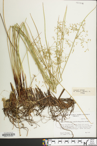 Juncus effusus var. pylaei image