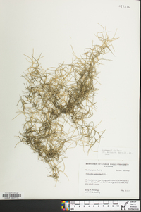 Tillandsia usneoides image