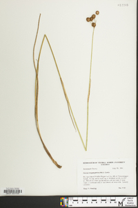 Juncus megacephalus image