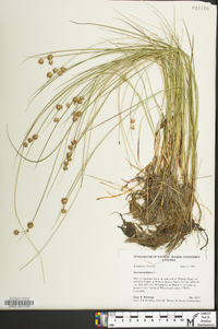 Juncus nodosus image