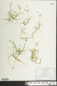 Juncus repens image