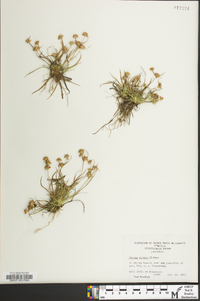 Juncus repens image