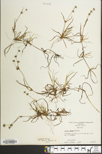 Juncus repens image