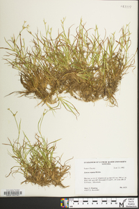 Juncus repens image