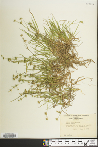 Juncus repens image