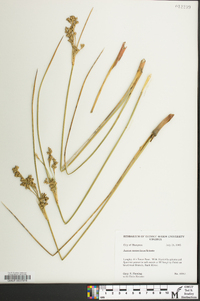 Juncus roemerianus image